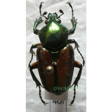 Phaedimus zebuanus kachikun Nagai, 1998 female Philippines40f